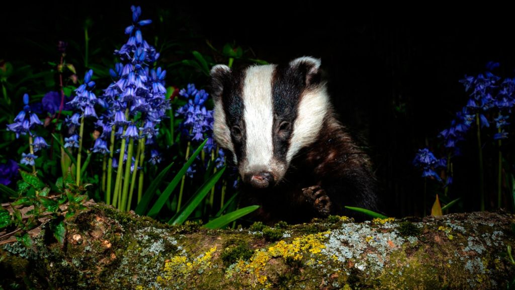 Exploring the Benefits of Badger Culls: Balancing Conservation and&nbsp;Agriculture