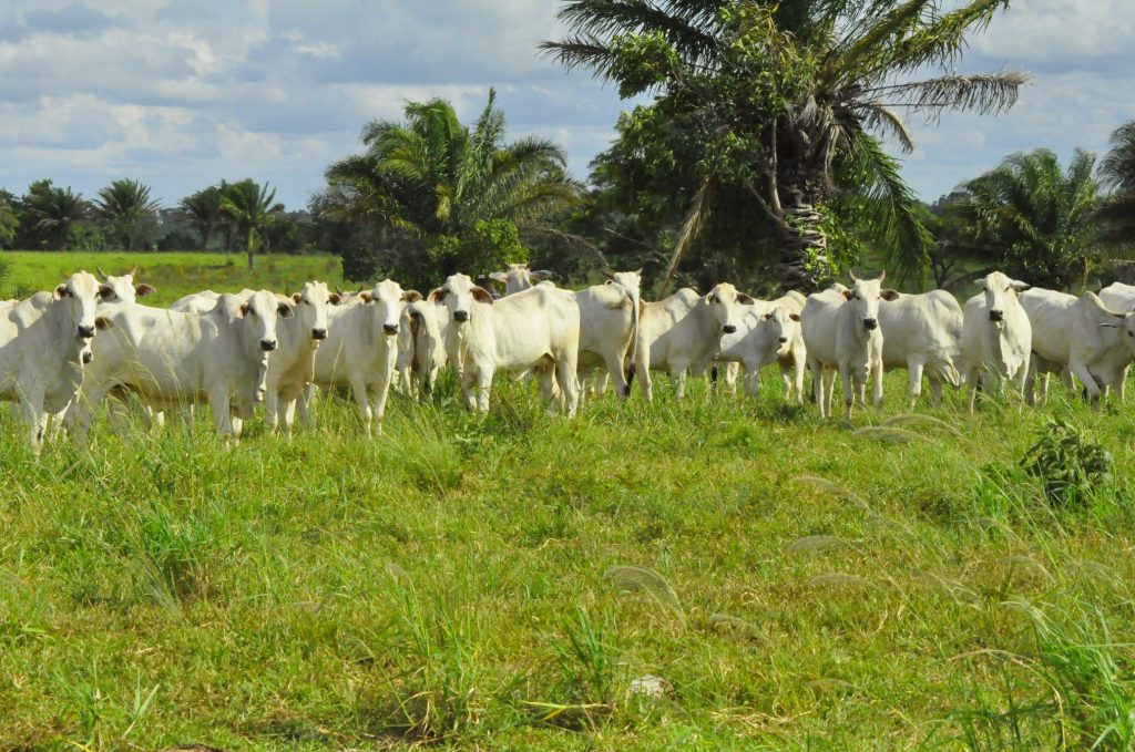 Nurturing Green Pastures: Brazil’s Sustainable Beef&nbsp;Industry