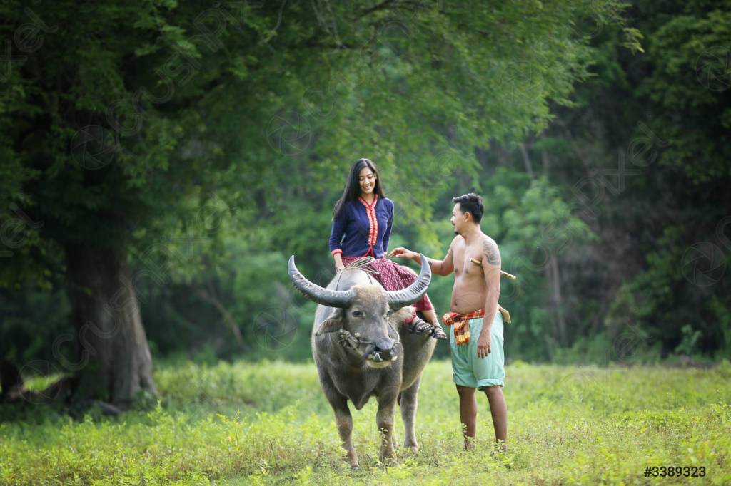 Nourishing the Nation: Exploring the Diversity of Thai&nbsp;Agriculture