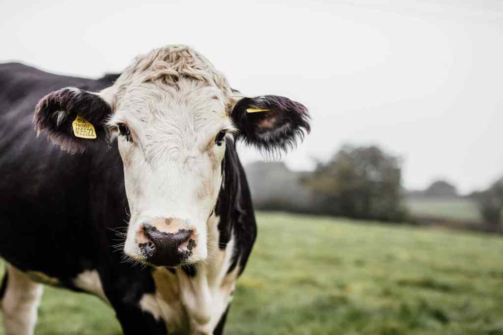 Preserving Heritage Breeds: A Vital Part of Farm&nbsp;Biodiversity