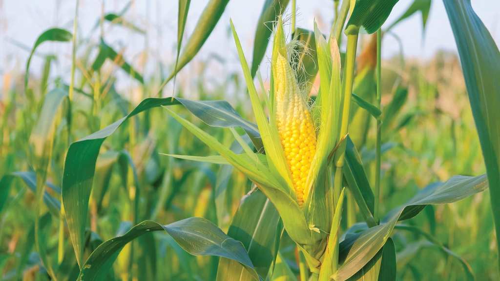 Organic takes off in the&nbsp;US