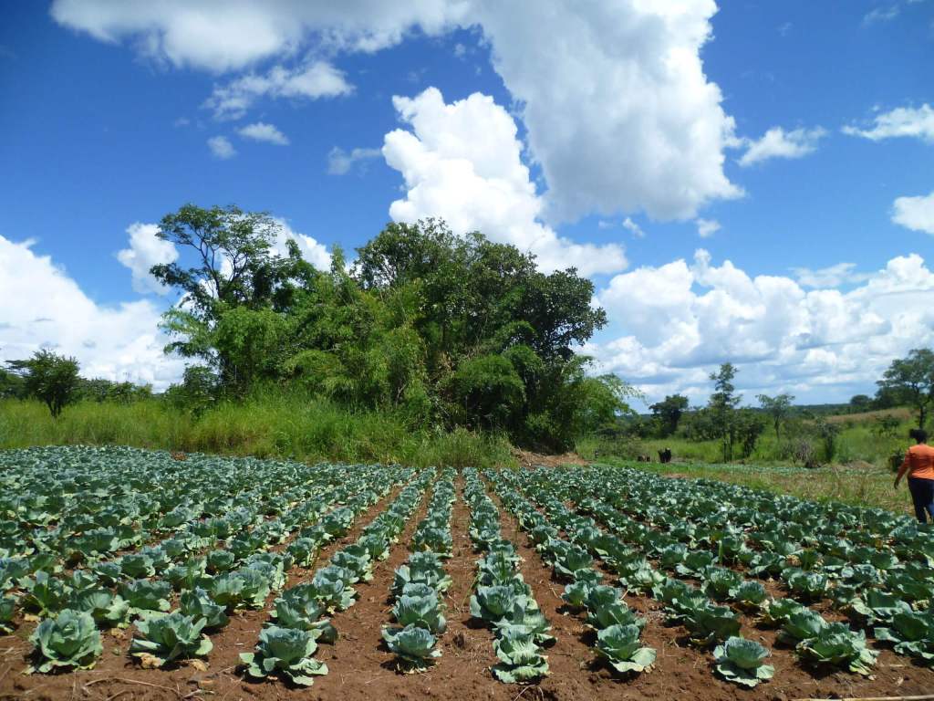 A Sustainable Agriculture Model in&nbsp;Indonesia